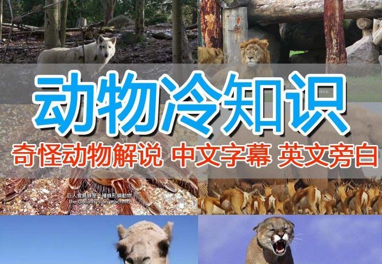 （6312期）外面卖1699的国外纪录片解说（动物解说、美食、动画片）稳过中视频-皓哥创业笔记